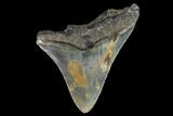 Partial, Megalodon Tooth - North Carolina #91694-1
